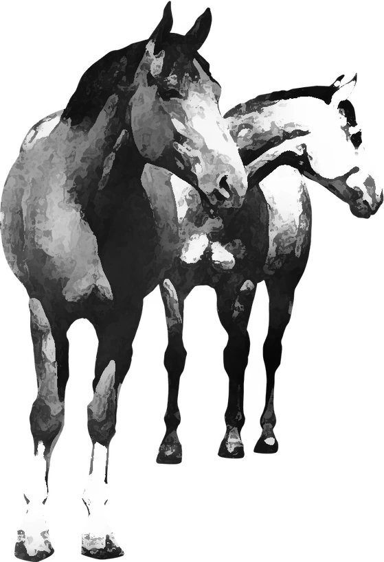 Centre équestre La Vallée des Châteaux à cheval, Castelnaud-la-Chapelle — deux chevaux